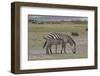 Africa, Tanzania, Ngorongoro Crater. Plain zebras grazing in the crater.-Charles Sleicher-Framed Photographic Print