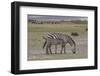 Africa, Tanzania, Ngorongoro Crater. Plain zebras grazing in the crater.-Charles Sleicher-Framed Photographic Print