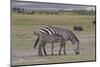 Africa, Tanzania, Ngorongoro Crater. Plain zebras grazing in the crater.-Charles Sleicher-Mounted Photographic Print