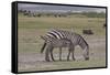 Africa, Tanzania, Ngorongoro Crater. Plain zebras grazing in the crater.-Charles Sleicher-Framed Stretched Canvas