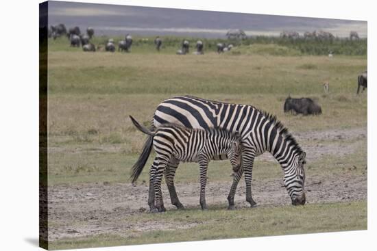 Africa, Tanzania, Ngorongoro Crater. Plain zebras grazing in the crater.-Charles Sleicher-Stretched Canvas