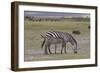 Africa, Tanzania, Ngorongoro Crater. Plain zebras grazing in the crater.-Charles Sleicher-Framed Photographic Print