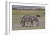 Africa, Tanzania, Ngorongoro Crater. Plain zebras grazing in the crater.-Charles Sleicher-Framed Photographic Print