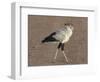 Africa, Tanzania, Ngorongoro Crater. Secretary Bird-Charles Sleicher-Framed Photographic Print