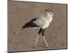 Africa, Tanzania, Ngorongoro Crater. Secretary Bird-Charles Sleicher-Mounted Photographic Print