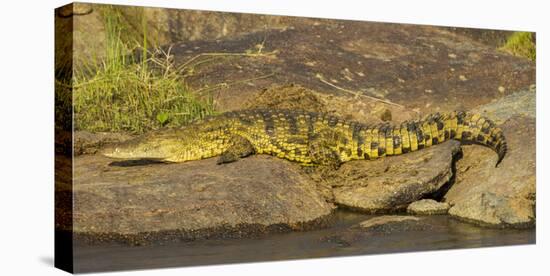Africa. Tanzania. Nile crocodile basks in the sun at the Mara River, Serengeti National Park.-Ralph H. Bendjebar-Stretched Canvas