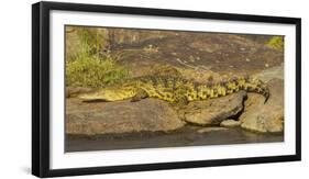 Africa. Tanzania. Nile crocodile basks in the sun at the Mara River, Serengeti National Park.-Ralph H. Bendjebar-Framed Photographic Print