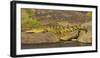 Africa. Tanzania. Nile crocodile basks in the sun at the Mara River, Serengeti National Park.-Ralph H. Bendjebar-Framed Photographic Print