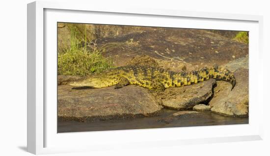 Africa. Tanzania. Nile crocodile basks in the sun at the Mara River, Serengeti National Park.-Ralph H. Bendjebar-Framed Photographic Print