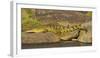 Africa. Tanzania. Nile crocodile basks in the sun at the Mara River, Serengeti National Park.-Ralph H. Bendjebar-Framed Photographic Print