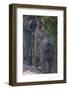 Africa. Tanzania. Olive baboon female with baby at Arusha National Park.-Ralph H. Bendjebar-Framed Photographic Print