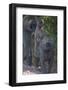 Africa. Tanzania. Olive baboon female with baby at Arusha National Park.-Ralph H. Bendjebar-Framed Photographic Print