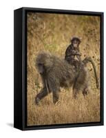 Africa. Tanzania. Olive baboon female with baby at Serengeti National Park.-Ralph H. Bendjebar-Framed Stretched Canvas