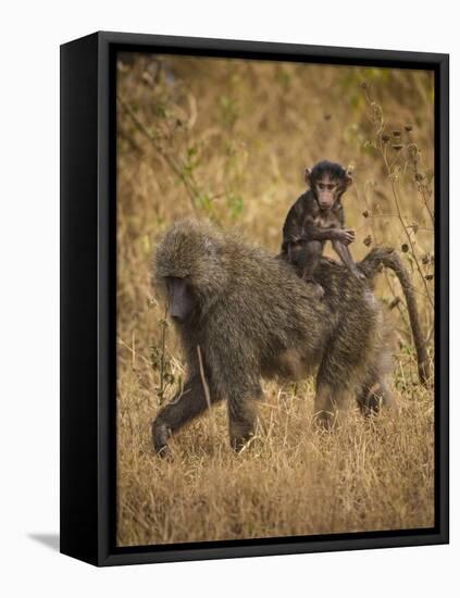 Africa. Tanzania. Olive baboon female with baby at Serengeti National Park.-Ralph H. Bendjebar-Framed Stretched Canvas