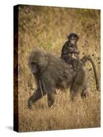 Africa. Tanzania. Olive baboon female with baby at Serengeti National Park.-Ralph H. Bendjebar-Stretched Canvas