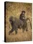 Africa. Tanzania. Olive baboon female with baby at Serengeti National Park.-Ralph H. Bendjebar-Stretched Canvas