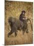 Africa. Tanzania. Olive baboon female with baby at Serengeti National Park.-Ralph H. Bendjebar-Mounted Photographic Print