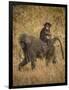 Africa. Tanzania. Olive baboon female with baby at Serengeti National Park.-Ralph H. Bendjebar-Framed Photographic Print