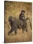 Africa. Tanzania. Olive baboon female with baby at Serengeti National Park.-Ralph H. Bendjebar-Stretched Canvas