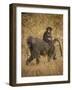 Africa. Tanzania. Olive baboon female with baby at Serengeti National Park.-Ralph H. Bendjebar-Framed Photographic Print