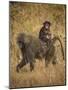 Africa. Tanzania. Olive baboon female with baby at Serengeti National Park.-Ralph H. Bendjebar-Mounted Photographic Print