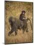 Africa. Tanzania. Olive baboon female with baby at Serengeti National Park.-Ralph H. Bendjebar-Mounted Photographic Print