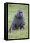 Africa. Tanzania. Olive baboon male at Arusha National Park.-Ralph H. Bendjebar-Framed Stretched Canvas