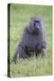 Africa. Tanzania. Olive baboon male at Arusha National Park.-Ralph H. Bendjebar-Stretched Canvas