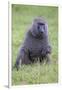 Africa. Tanzania. Olive baboon male at Arusha National Park.-Ralph H. Bendjebar-Framed Photographic Print