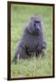 Africa. Tanzania. Olive baboon male at Arusha National Park.-Ralph H. Bendjebar-Framed Photographic Print