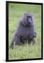 Africa. Tanzania. Olive baboon male at Arusha National Park.-Ralph H. Bendjebar-Framed Photographic Print