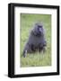 Africa. Tanzania. Olive baboon male at Arusha National Park.-Ralph H. Bendjebar-Framed Photographic Print