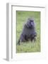 Africa. Tanzania. Olive baboon male at Arusha National Park.-Ralph H. Bendjebar-Framed Photographic Print