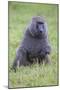 Africa. Tanzania. Olive baboon male at Arusha National Park.-Ralph H. Bendjebar-Mounted Photographic Print