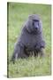 Africa. Tanzania. Olive baboon male at Arusha National Park.-Ralph H. Bendjebar-Stretched Canvas