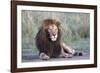 Africa, Tanzania. Portrait of a black-maned lion.-Ellen Goff-Framed Photographic Print