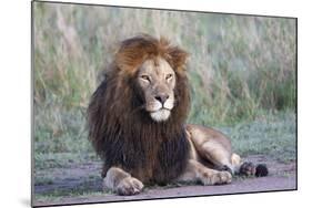 Africa, Tanzania. Portrait of a black-maned lion.-Ellen Goff-Mounted Photographic Print