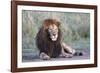 Africa, Tanzania. Portrait of a black-maned lion.-Ellen Goff-Framed Photographic Print