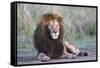 Africa, Tanzania. Portrait of a black-maned lion.-Ellen Goff-Framed Stretched Canvas