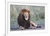 Africa, Tanzania. Portrait of a black-maned lion.-Ellen Goff-Framed Photographic Print