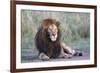 Africa, Tanzania. Portrait of a black-maned lion.-Ellen Goff-Framed Photographic Print