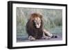 Africa, Tanzania. Portrait of a black-maned lion.-Ellen Goff-Framed Photographic Print