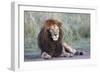 Africa, Tanzania. Portrait of a black-maned lion.-Ellen Goff-Framed Photographic Print