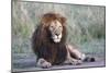 Africa, Tanzania. Portrait of a black-maned lion.-Ellen Goff-Mounted Photographic Print
