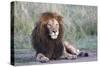 Africa, Tanzania. Portrait of a black-maned lion.-Ellen Goff-Stretched Canvas