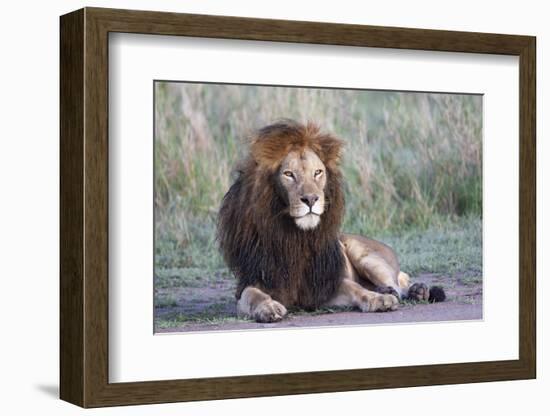 Africa, Tanzania. Portrait of a black-maned lion.-Ellen Goff-Framed Photographic Print