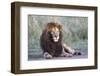 Africa, Tanzania. Portrait of a black-maned lion.-Ellen Goff-Framed Photographic Print