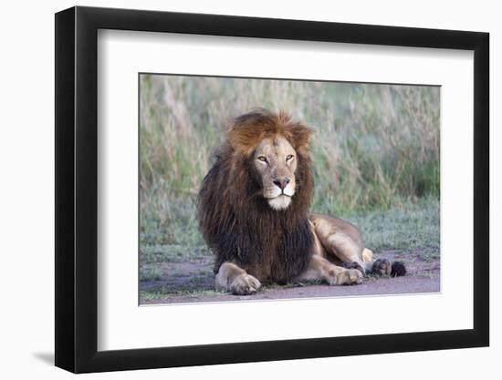 Africa, Tanzania. Portrait of a black-maned lion.-Ellen Goff-Framed Photographic Print