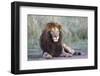 Africa, Tanzania. Portrait of a black-maned lion.-Ellen Goff-Framed Photographic Print