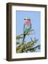 Africa, Tanzania. Portrait of a lilac-breasted roller.-Ellen Goff-Framed Photographic Print